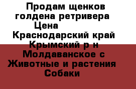 Продам щенков голдена ретривера › Цена ­ 15 000 - Краснодарский край, Крымский р-н, Молдаванское с. Животные и растения » Собаки   